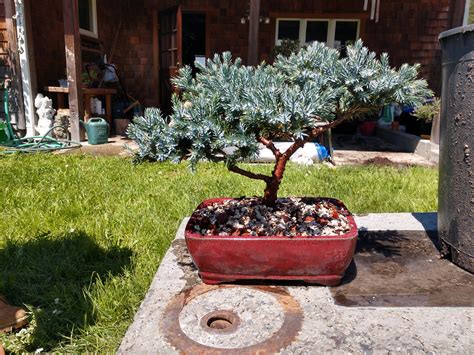 Blue Star Juniper Bonsai: A Beautiful Addition To Your Garden