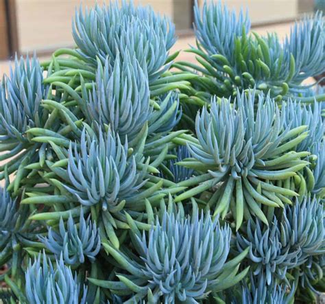 10 Beautiful Blue Succulents So Stunning You Should Get Them