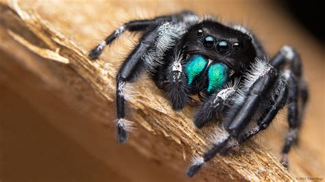 blue and black spider