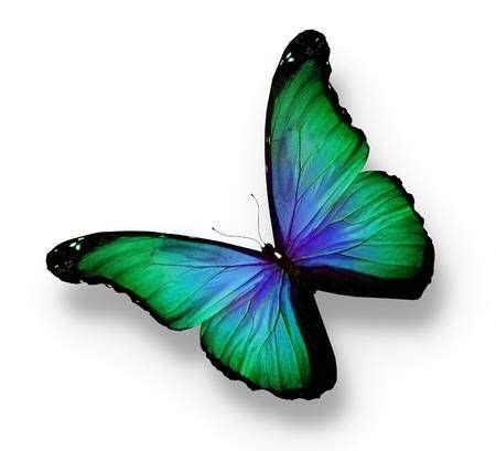 blue and green butterflies