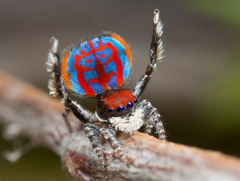 blue and orange spider