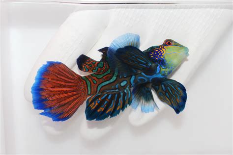 blue and silver colored mandarin