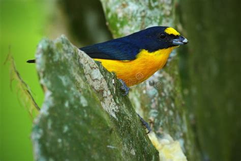 blue and yellow bird costa rica