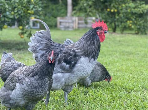 Blue Australorp