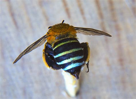 blue banded bee sting
