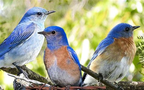 Discover 7 Insights blue birds Unveiling their hidden wonders