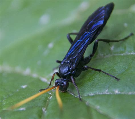 blue black wasp pictures
