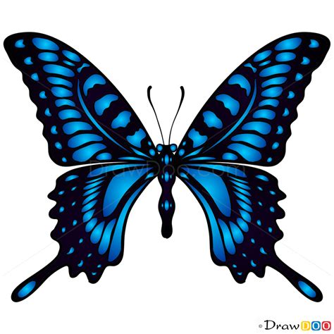 Blue Butterfly Drawing for Beginners