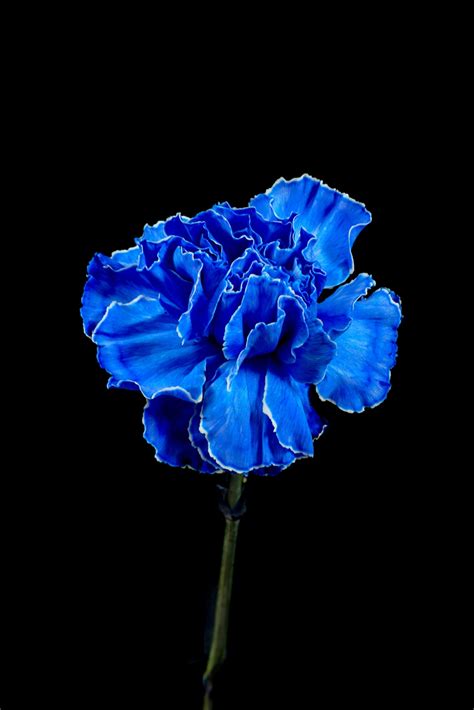 Blue Carnation Picture
