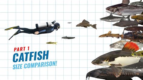 Blue Catfish Max Size