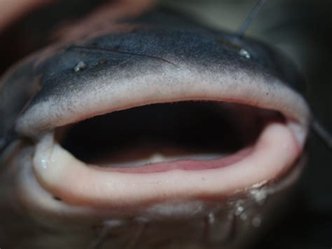 blue catfish teeth