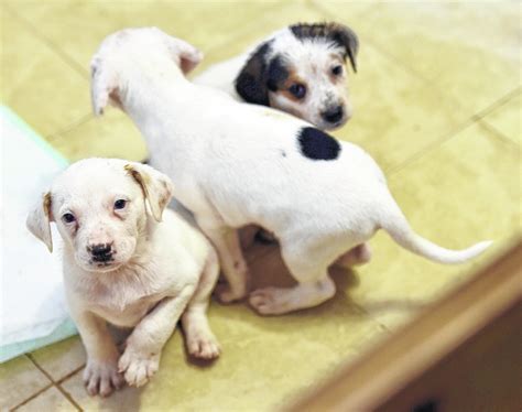 blue chip animal shelter dogs for adoption