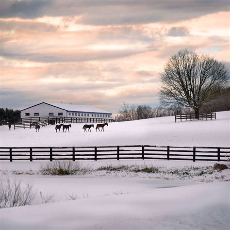 blue chip farm ny