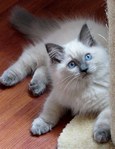 blue colorpoint ragdoll cat