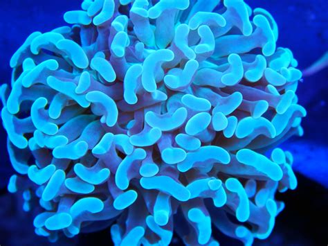 blue coral for sale