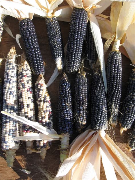 blue corn harvest