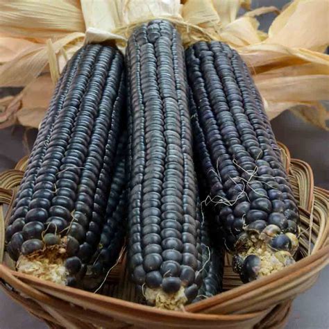 blue corn seeds