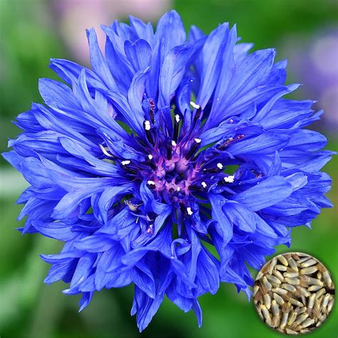 blue cornflower