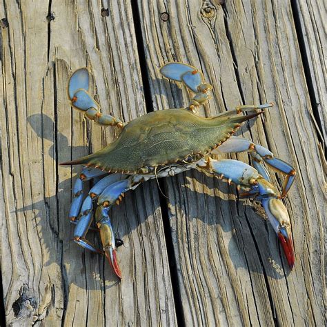 blue crab near me