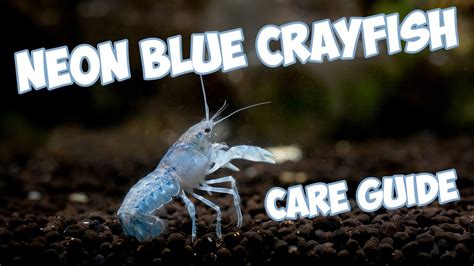 Blue Crayfish Care Guide