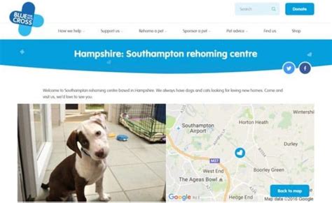 blue cross dogs for adoption southampton