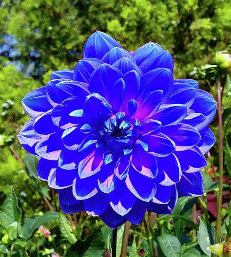 blue dahlia