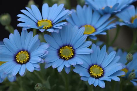 blue daisy