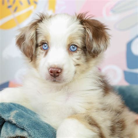 blue eyed mini aussie