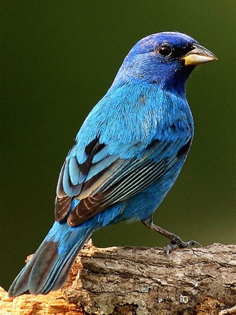 Blue Finch Facts, Pet Care, Temperament, Feeding, Pictures