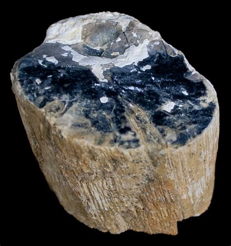 blue forest petrified wood for sale