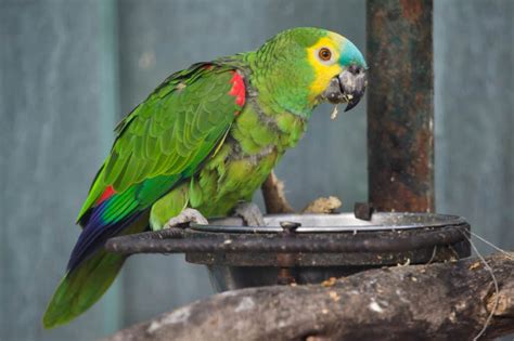 Blue Fronted Amazon Life Expectancy