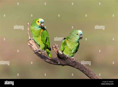 Blue Fronted Amazon Mating