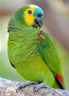 Blue Fronted Amazon Singing