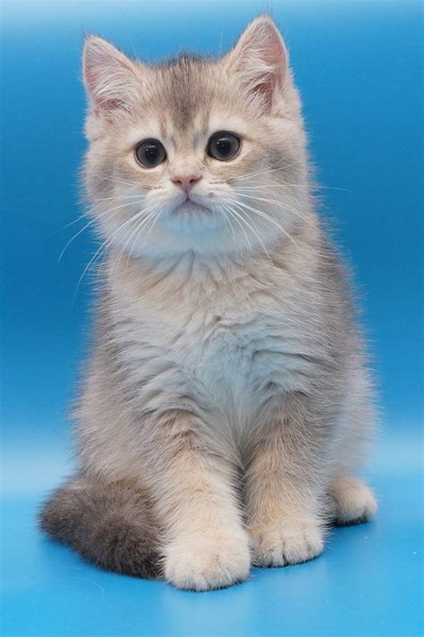 Blue Golden British Shorthair Cat