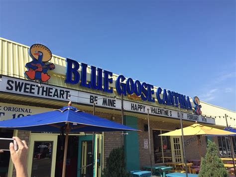 blue goose near me