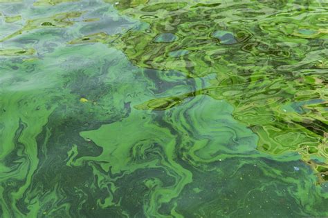 Blue Green Algae Abbreviation