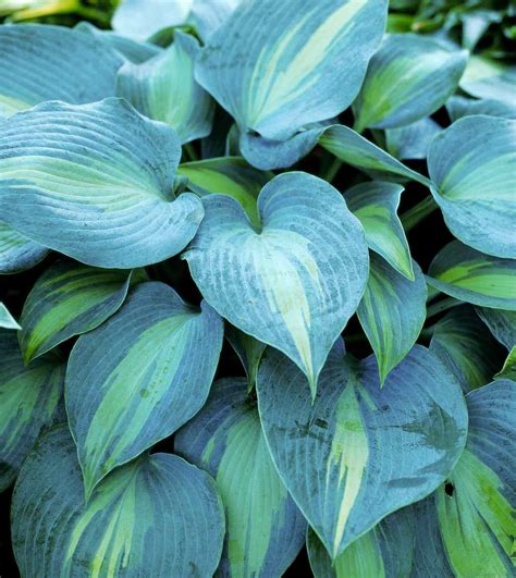 blue green hosta