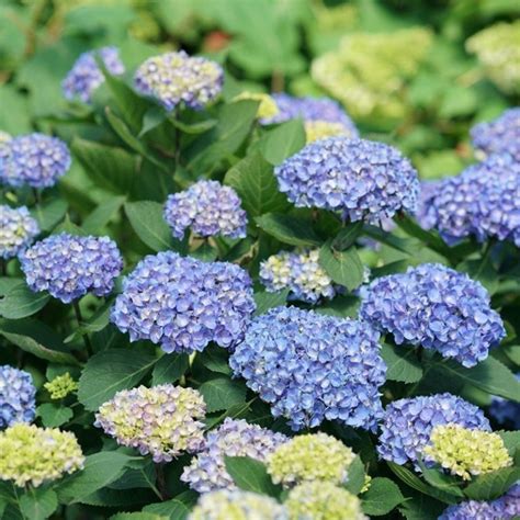 Blue Incrediball Hydrangea