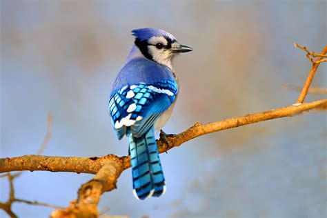 Blue Jay Bird Behavior