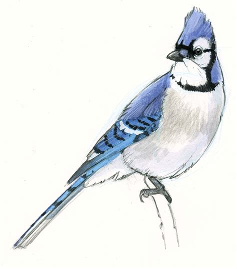 blue jay bird drawings