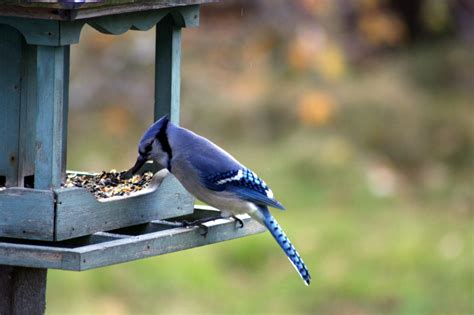 blue jay bird feeding