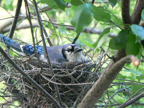 blue jay bird nesting habits