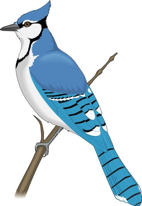 blue jay bird png