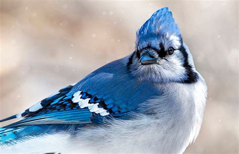 blue jay bird season