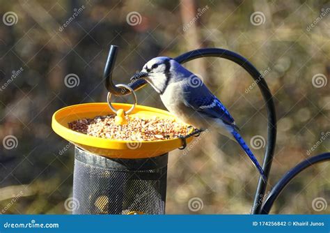 blue jay bird seed