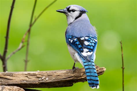 blue jay bird sighting meaning