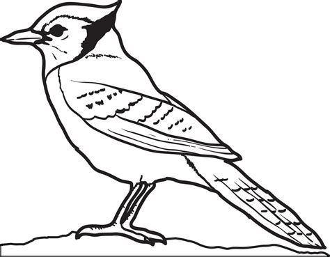 blue jay coloring picture