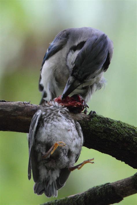 blue jay eats baby birds