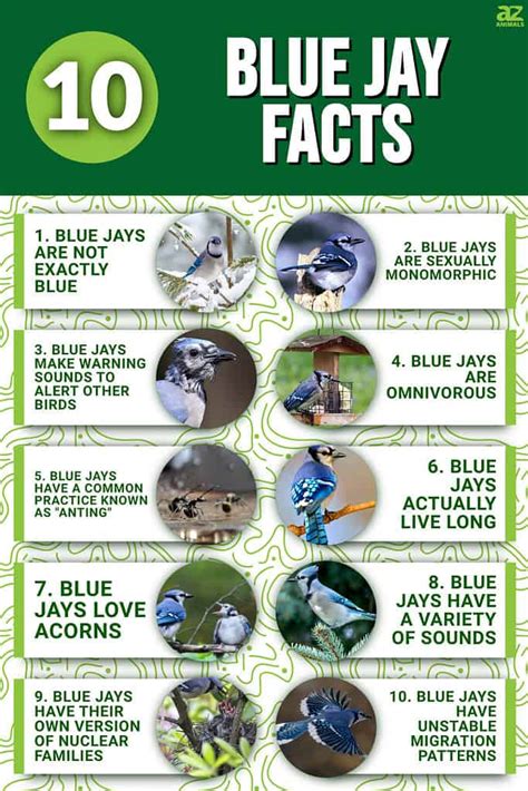 blue jay facts for kids