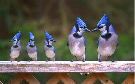 blue jay family birds